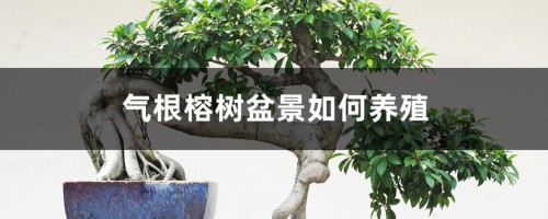 气根榕树盆景如何养殖