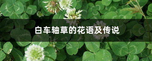 白车轴草的花语及传说