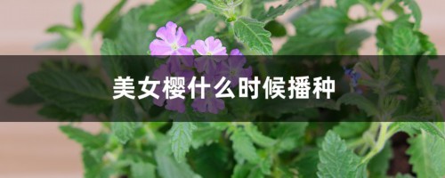 美女樱什么时候播种，怎么播种