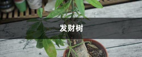 发财树茶花...发黄掉叶子，小心直接死翘翘！