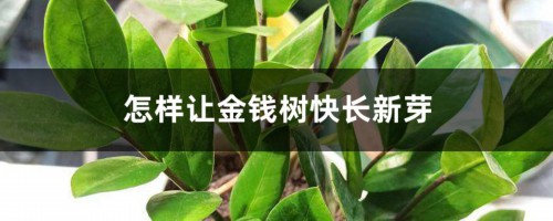 怎样让金钱树快长新芽