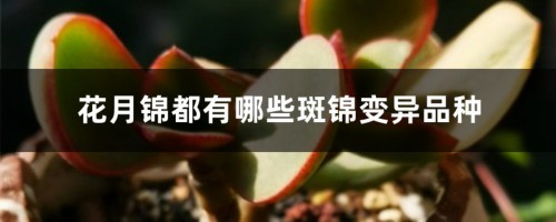 花月锦都有哪些斑锦变异品种