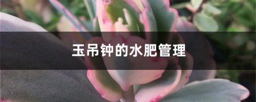 玉吊钟的水肥管理